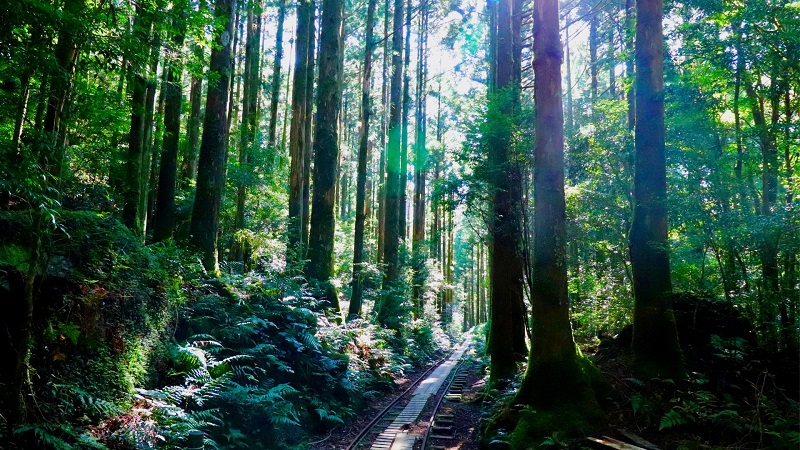 屋久杉に囲まれた道