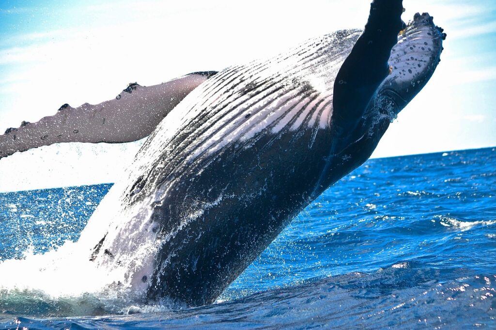 ホエールウォッチング|迫力満点!クジラのジャンプに感動