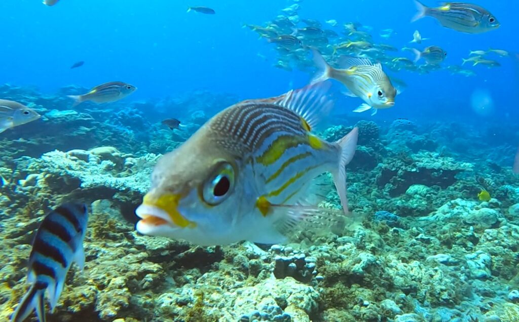 シュノーケリング|気軽に楽しめる!ウミガメと泳げる海