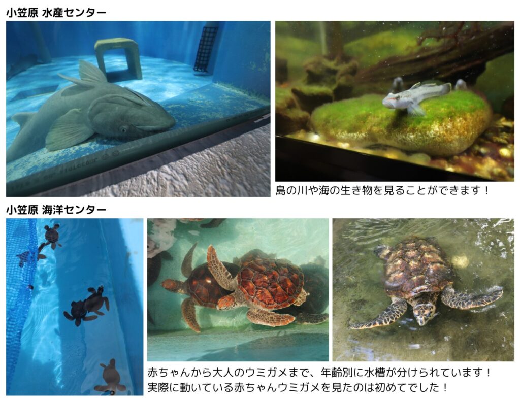 小笠原水産センターと小笠原海洋センターの魚・ウミガメの写真