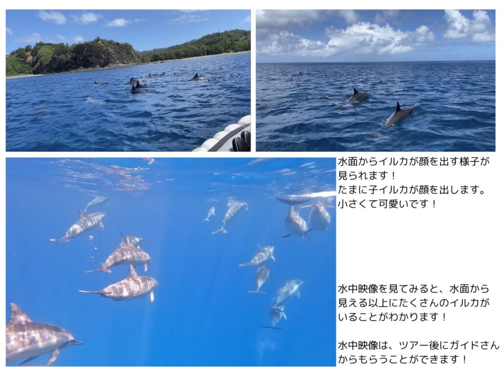 小笠原のイルカウォッチング・ドルフィンスイムの写真