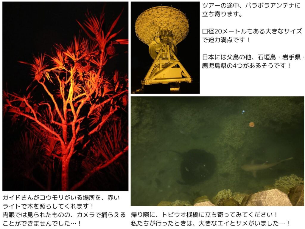 小笠原ナイトツアーの写真と、夜のトビウオ桟橋の写真