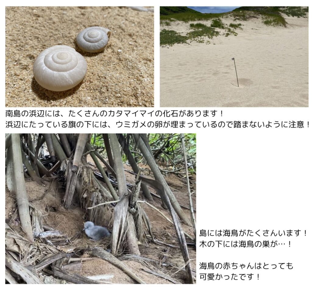 カタマイマイの化石の写真、海鳥の子供の写真